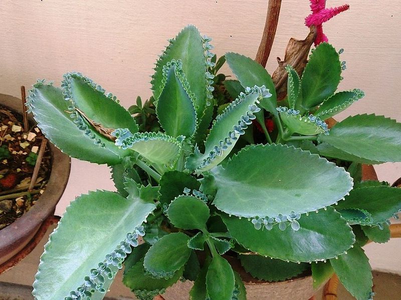 Kalanchoe aplikacija Cvijet kalanchoe