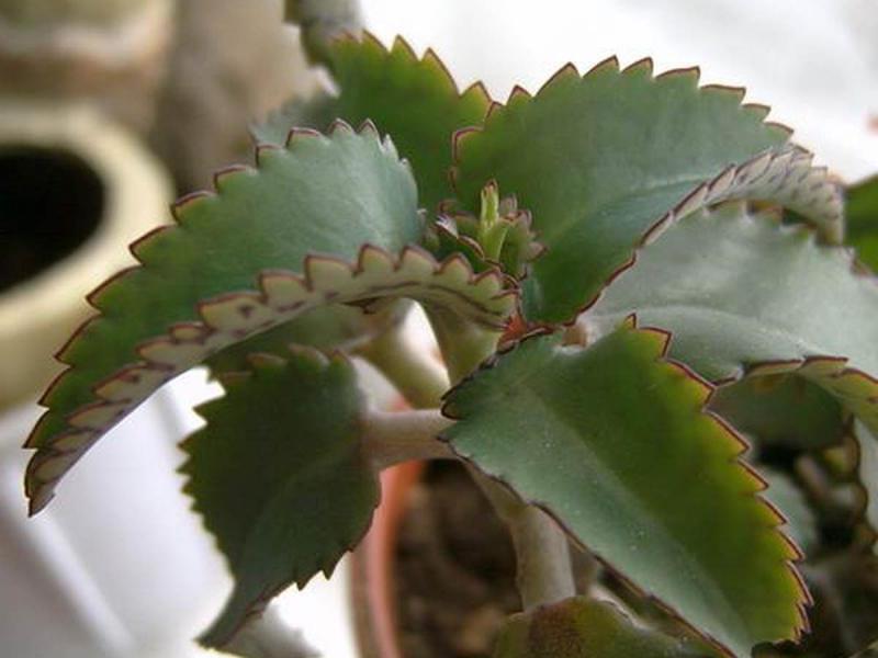 Cvjetna sobna biljka Kalanchoe Kakva svojstva ima Kalanchoe?