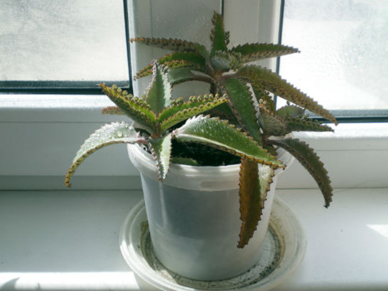 Ljekovita svojstva kalanchoe pernatih Kalanchoe perasta