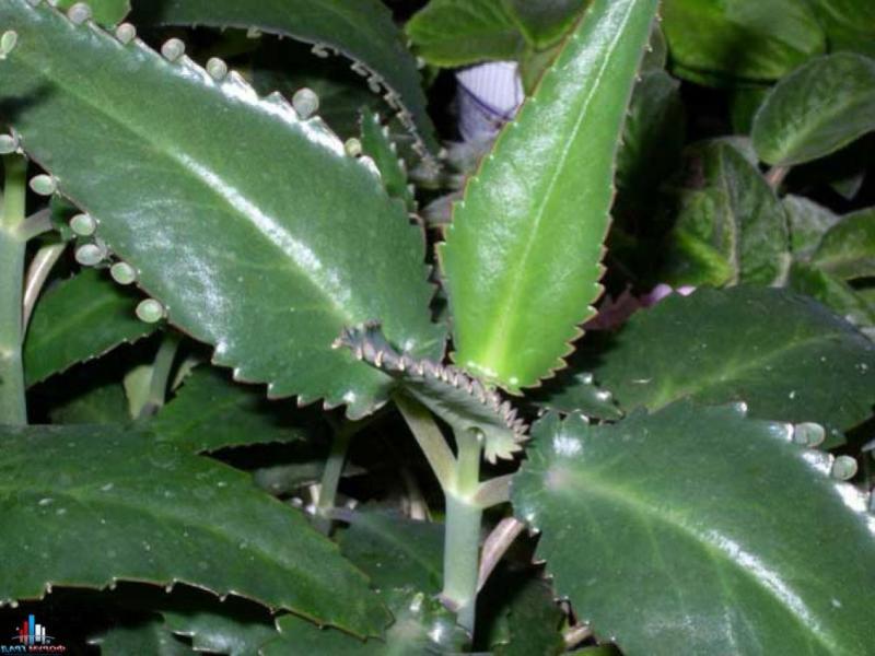 Kalanchoe - rod sočnih biljaka Kako se primjenjuje kućni cvijet Kalanchoe