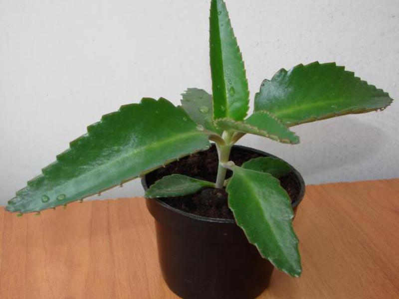 Kalanchoe u kući Kalanchoe - rod sočnih biljaka