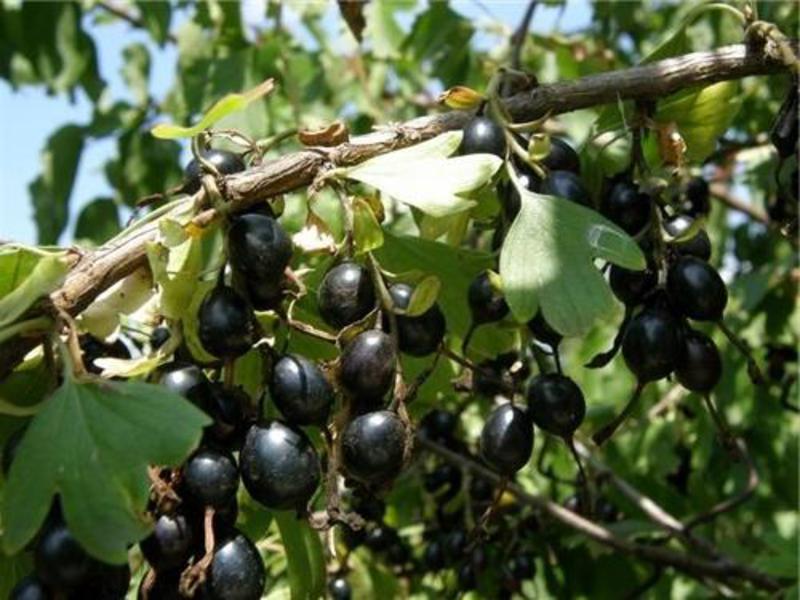 Zašto je bobica jošte korisna? Kultura visoko bobičastog voća