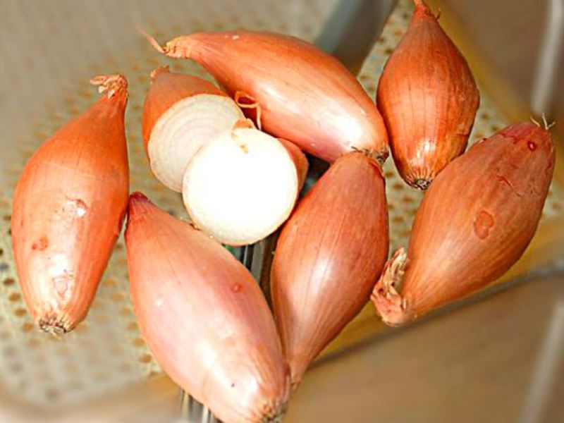 Kako saditi luk Berba luka