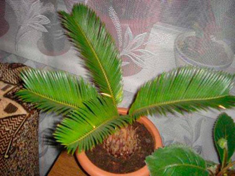 Sobne palme Domaći dlan