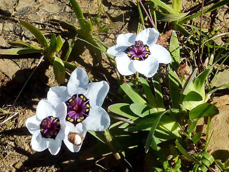 Sparaxis graciozan Koliko dugo cvjeta sparaxis