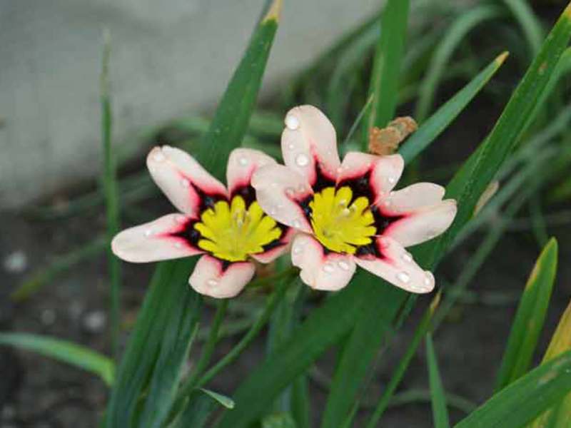 Sparaxis cvjeta Sparaxis izgled