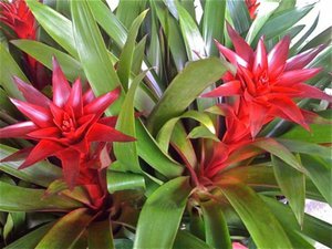 Transplantacija bromelije
