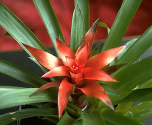Kako postići da bromelije cvjetaju