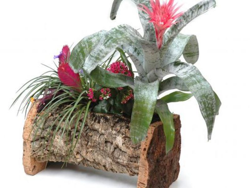 Obično se sljedeće vrste bromelija uzgajaju u zatvorenom. Primjene cvijeta bromelije