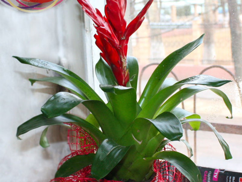 Cvijet bromelije Uvjeti za cvijet bromelije