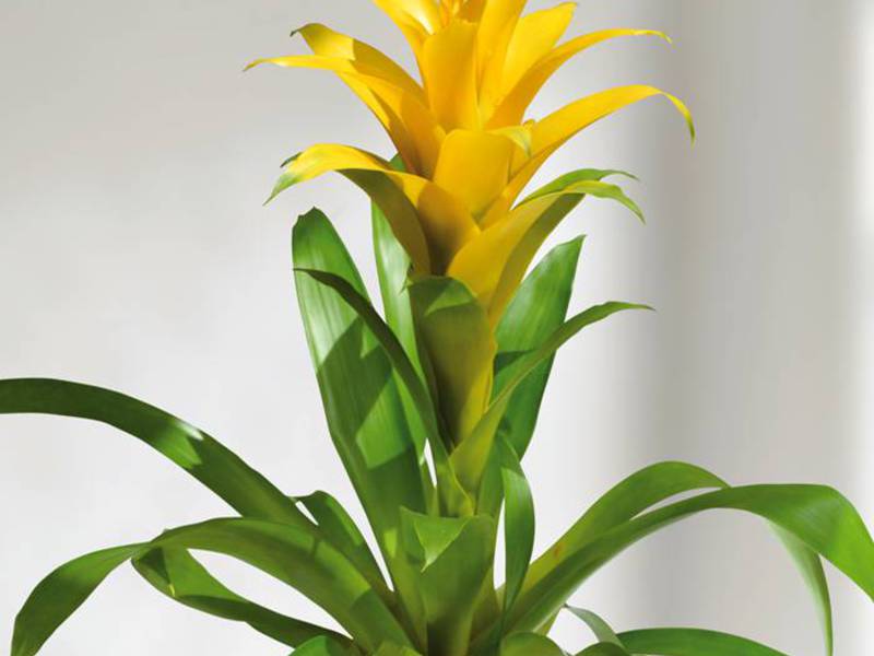 Cvjetajuća bromelija Kako se brinuti za bromelije