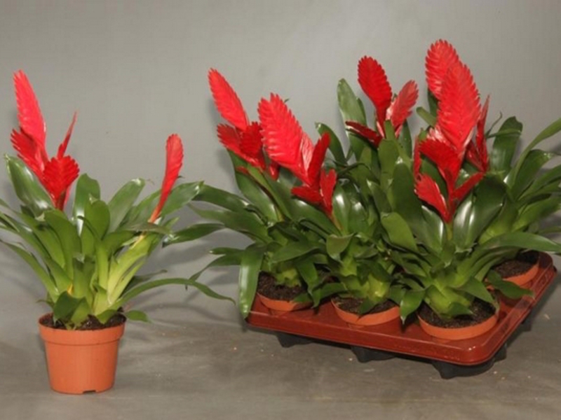 Bromelija u loncima Sadnja i briga o bromeliji