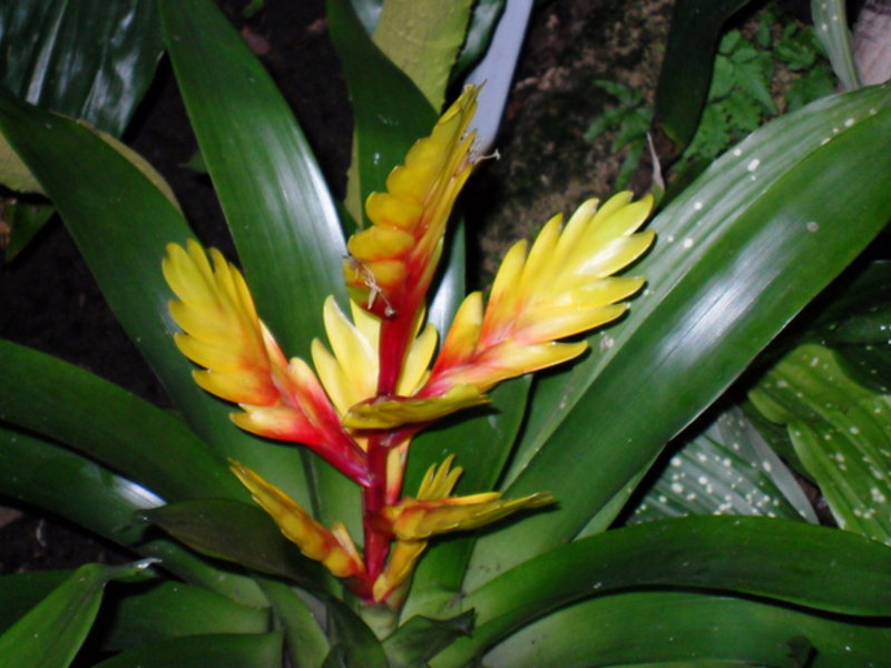 Kako cvjeta bromelija Bromelijada i njene vrste