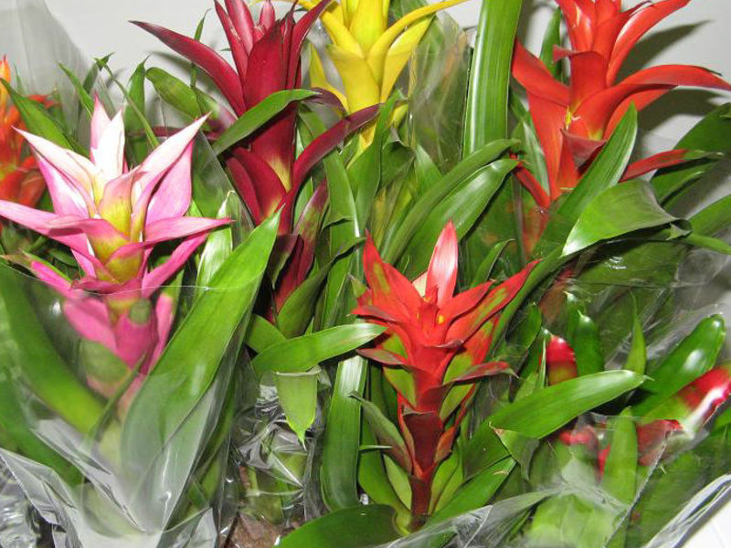 Kako raste bromelija Žute bromelije