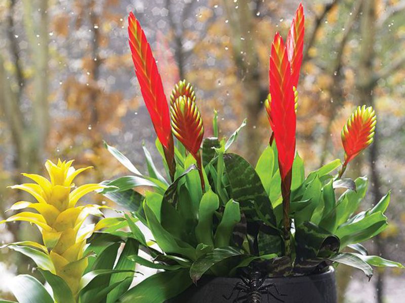 Cvijet bromelije Njega bromelija