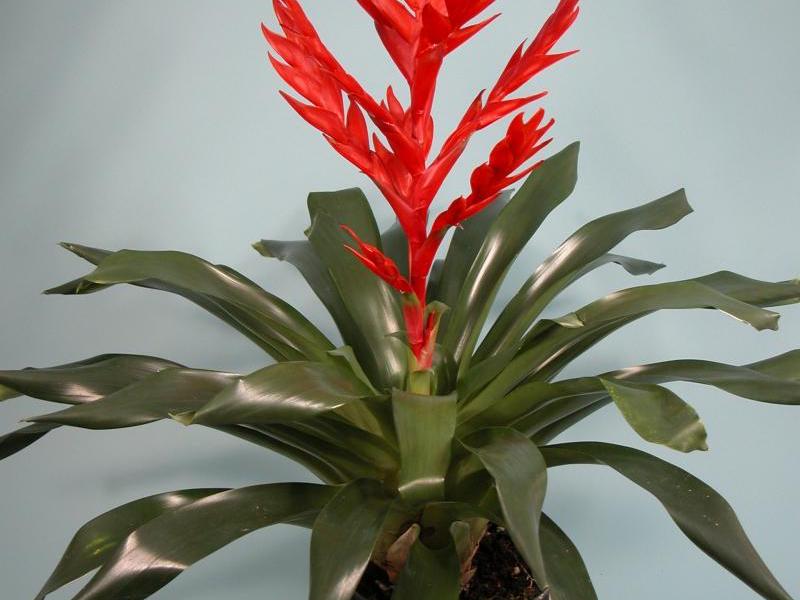 Kako ukloniti cvijet bromelije Uzgajanje bromelija