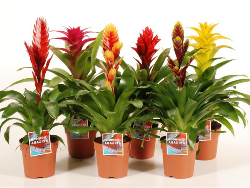 Uzgajanje cvijeta bromelije Cvjetne bromelije