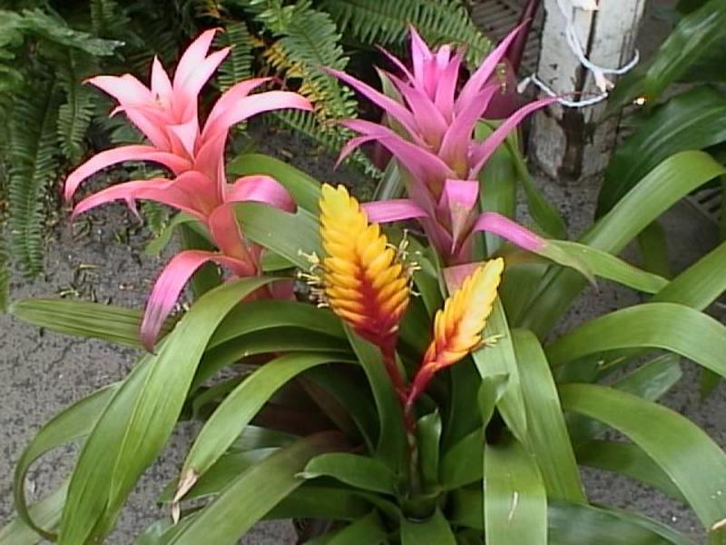 Razdoblje cvatnje bromelija Razdoblje cvatnje bromelija