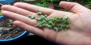 Popis metoda za razmnožavanje cvjetova kalanchoe