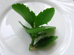 Značajke reprodukcije reznica Kalanchoe