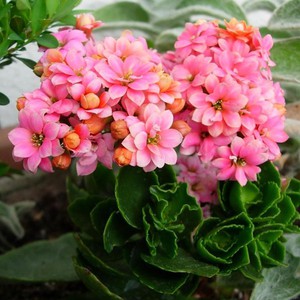 Značajke razmnožavanja kalanchoe različitih vrsta