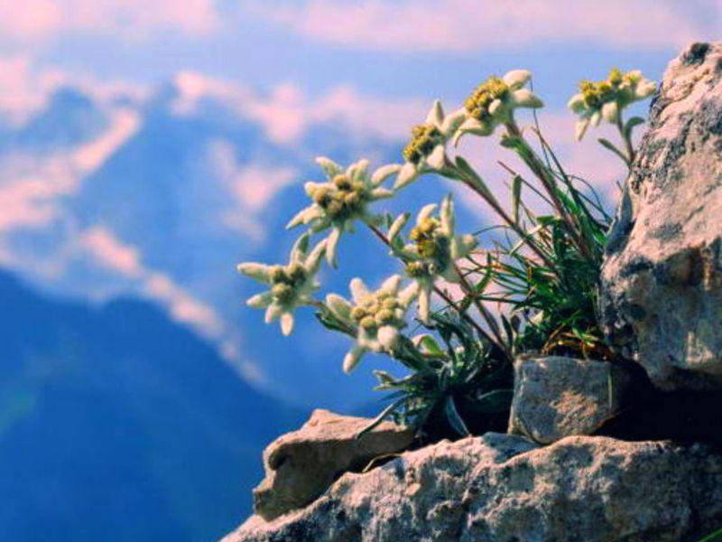 Edelweiss cvjetovi Runolist.