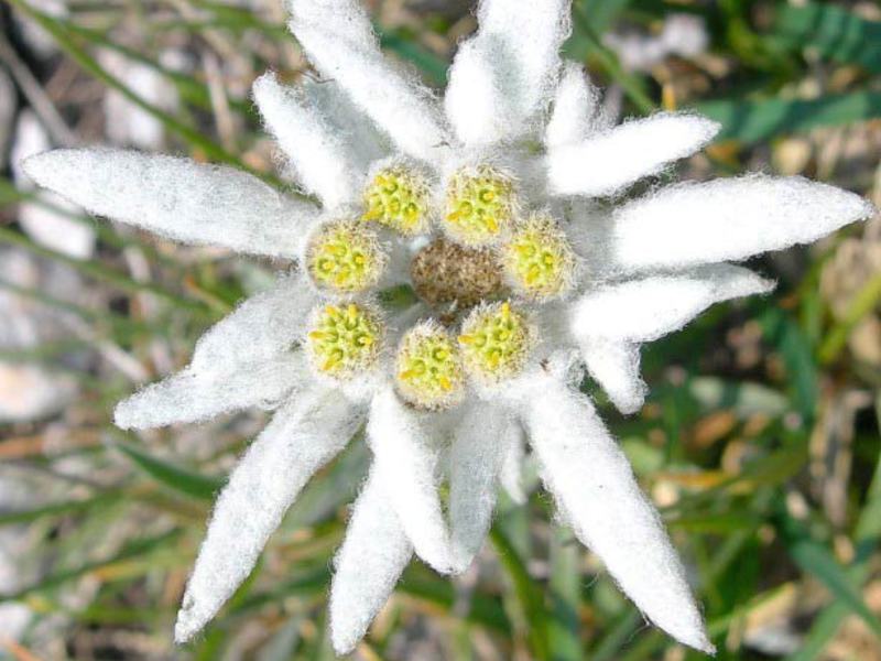 Edelweiss cvjetovi Izgled cvijeta Edelweiss