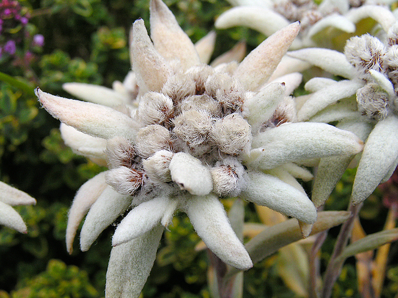 Edelweiss je legenda o planinama. Legenda o planinama edelweiss