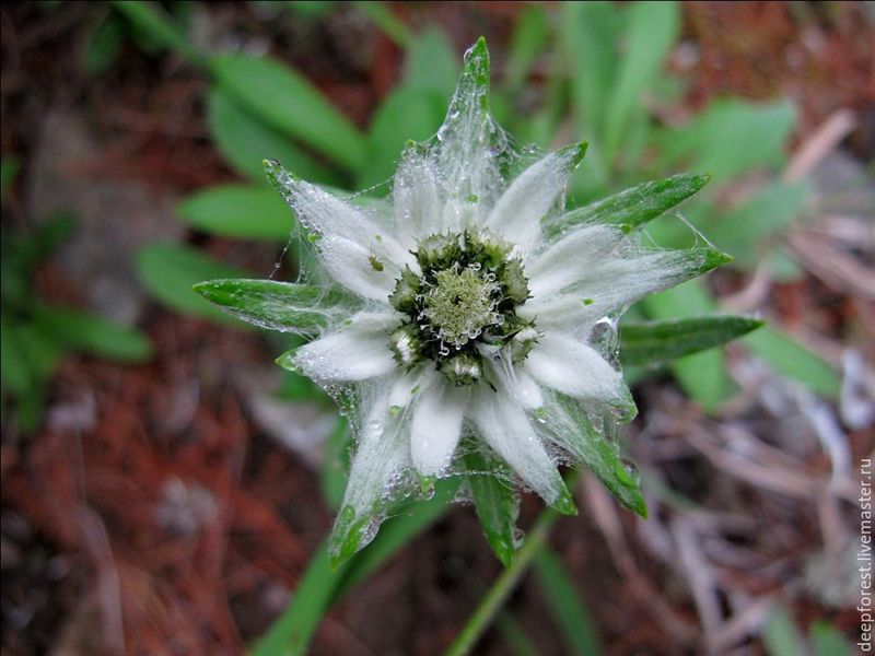 Opis cvijeta edelweiss Alpski edelweiss.