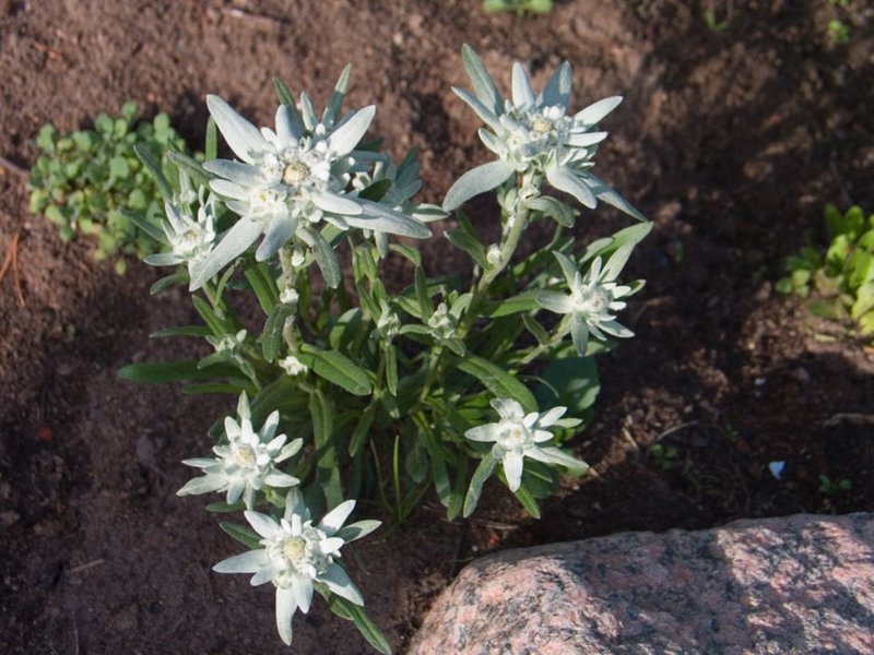 Kako raste edelweiss Edelweiss cvjeta