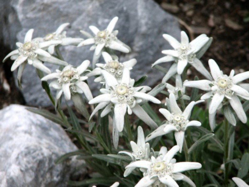 Cvjetajući cvijet edelweisa Edelweiss patuljak
