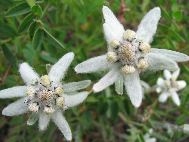 Kako izgleda cvijet edelweisa U prirodi edelweiss raste na alpskom pojasu planina