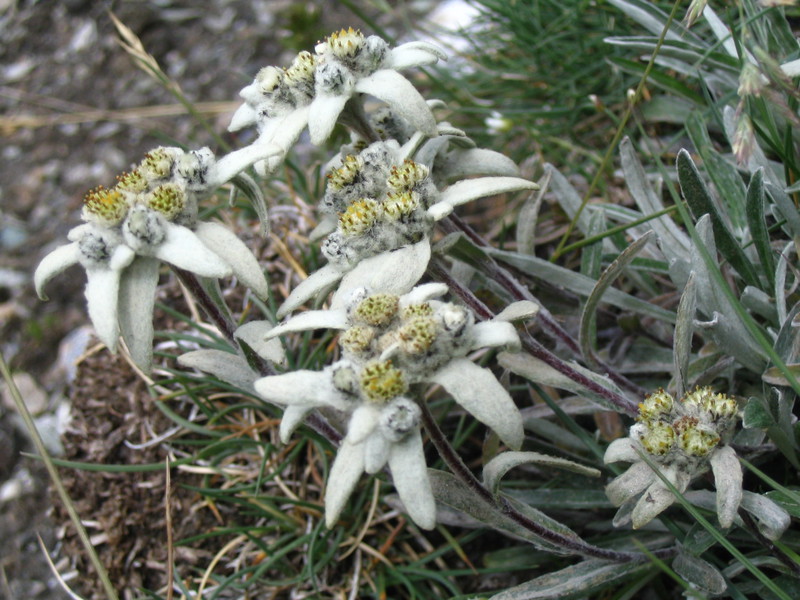 Ime planinskog cvijeta edelweiss Prikovani za planine edelweiss.