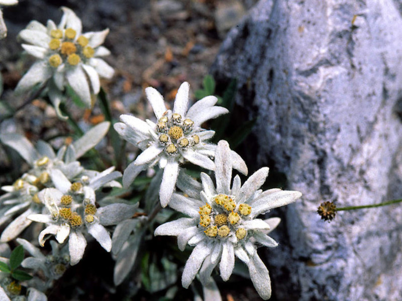 Cvjetajući edelweiss Edelweiss je planinska cvjetnica.