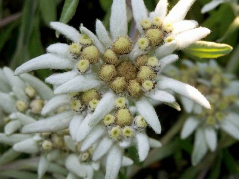 Edelweiss cvjetovi Edelweiss cvjeta