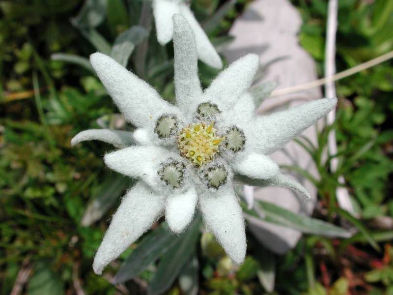Kako raste edelweiss Planinski cvijet edelweiss
