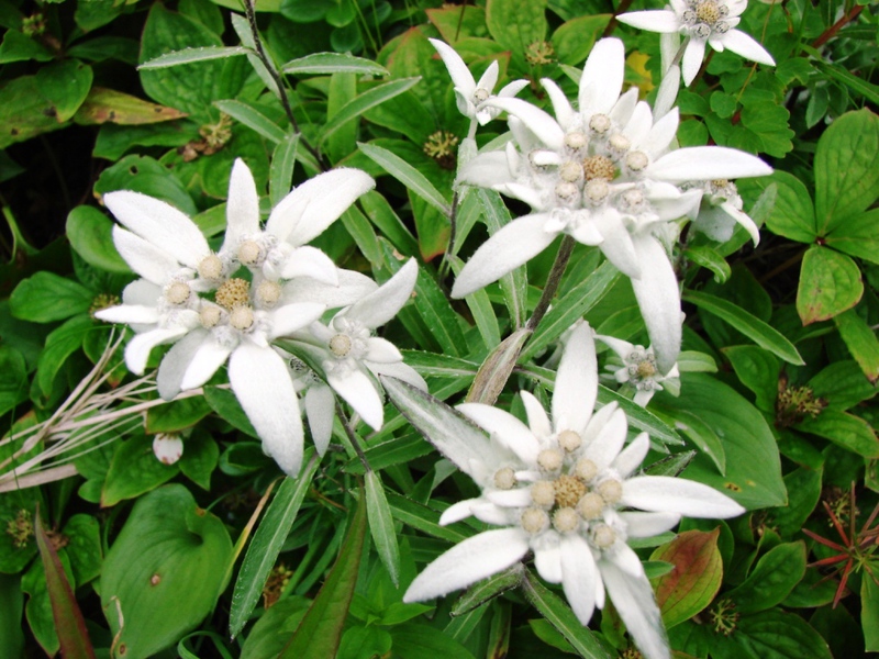 Tamo gdje obično raste edelweiss Edelweiss je planinska cvjetnica.