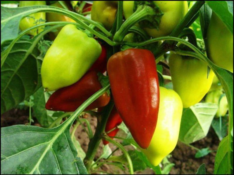 Sorta slatke paprike Kako raste slatka paprika