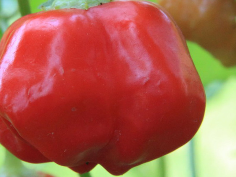 Paprika raznih sorti Uzgajanje slatke paprike