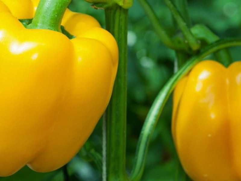 Babura paprika Kako zalijevati slatku papriku