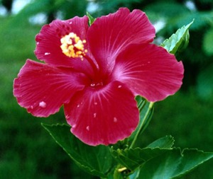 Mješavina dionica hibiskusa.