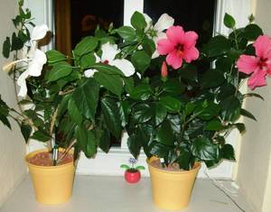 Razdoblje cvatnje hibiskusa