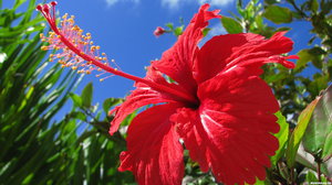 Sobni i vanjski hibiskus