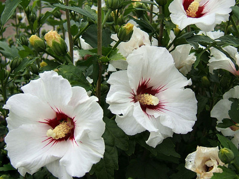 Vrste hibiskusa. Domaće cvijeće hibiskusa