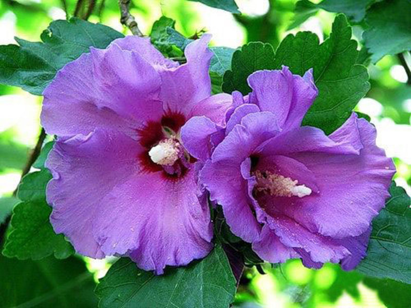 Hibiskus vektor Sobni cvjetovi hibiskusa.