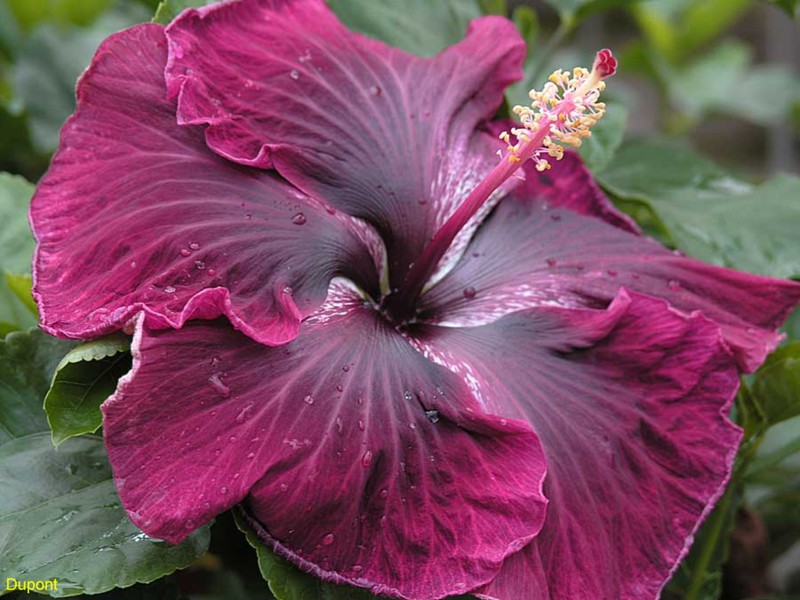 Uzgoj hibiskusa Kako se možete brinuti za svoj hibiskus