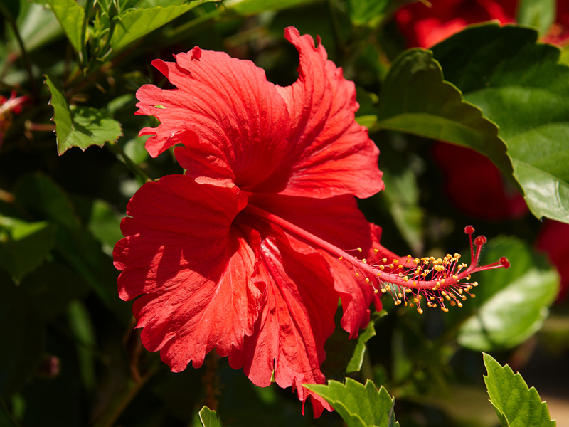 Cvijet hibiskusa Ulični hibiskus