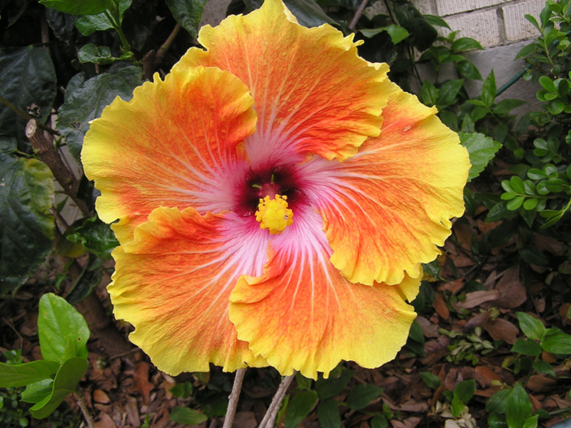 Kako uzgajati hibiskus Bijeli hibiskus
