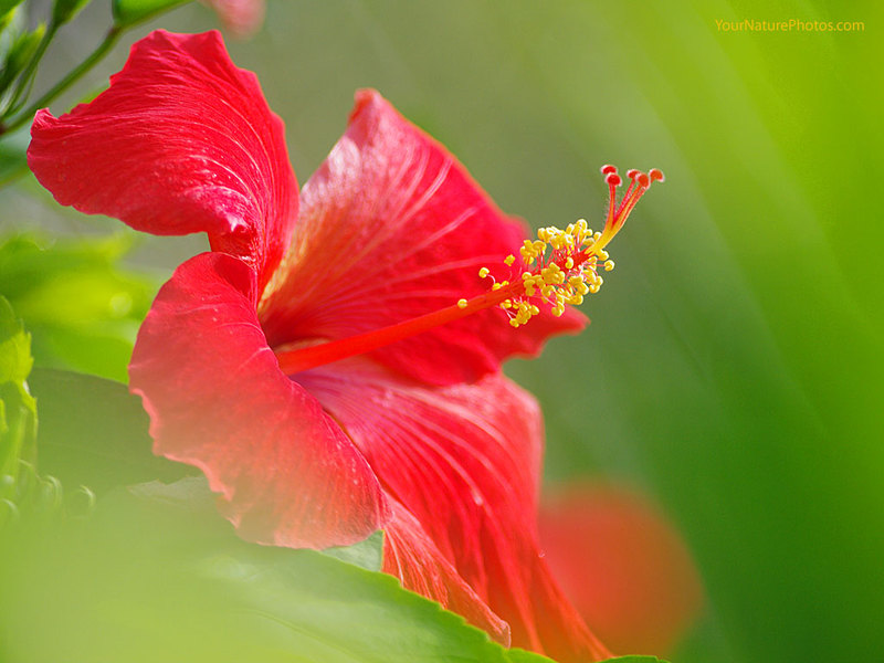 Cvjetajući hibiskus Crveni hibiskus