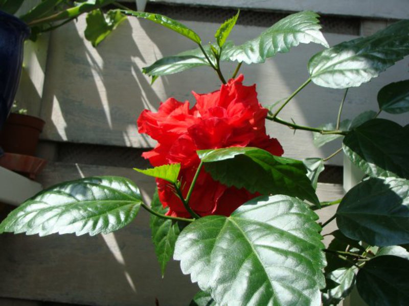 Prekrasan cvijet hibiskusa Ulični hibiskus